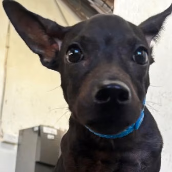 The dog, from the shelter's listing