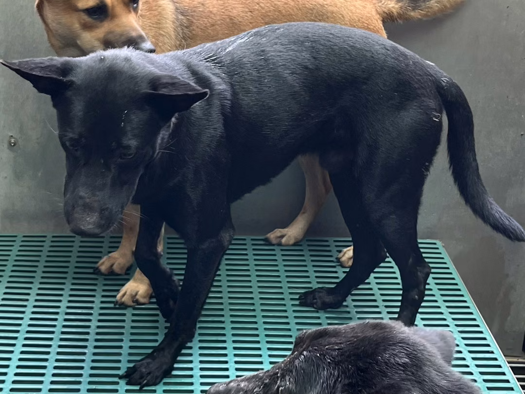 The dog, from the shelter's listing