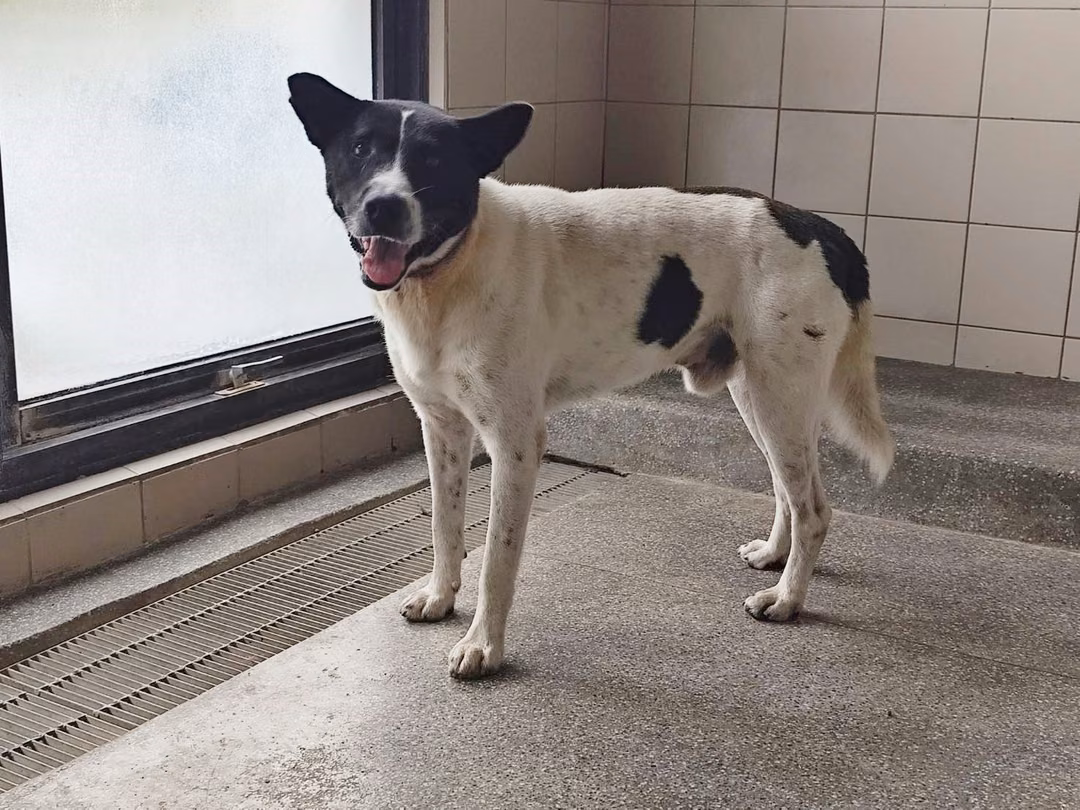 The dog, from the shelter's listing