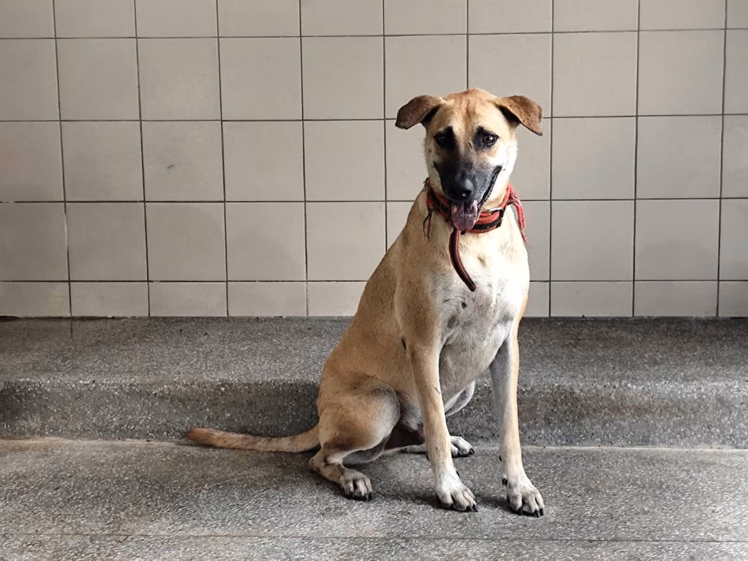 The dog, from the shelter's listing