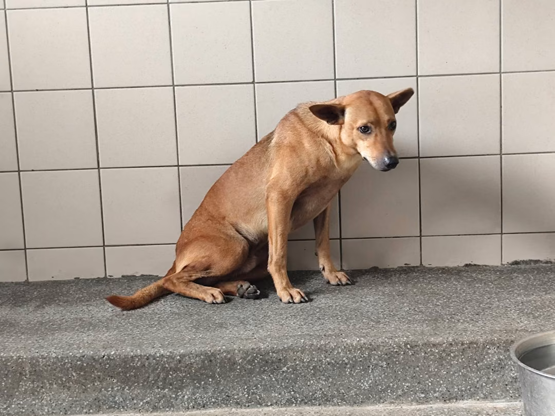 The dog, from the shelter's listing