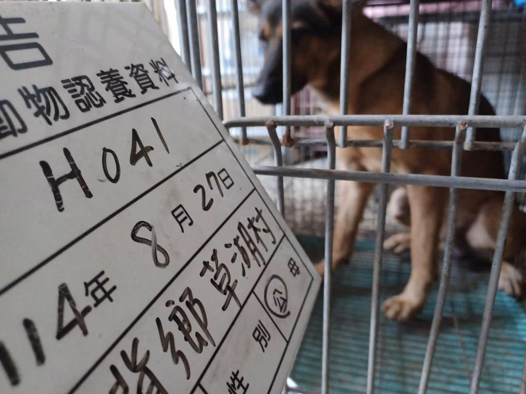 The dog, from the shelter's listing
