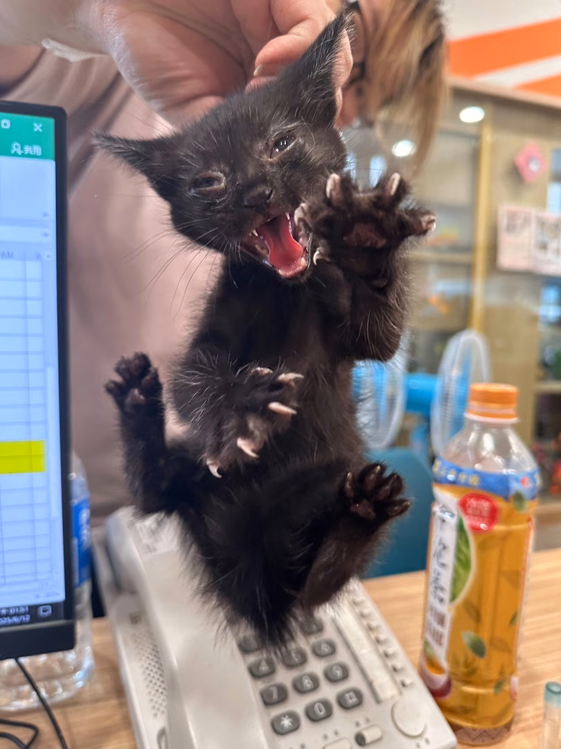 The cat, from the shelter's listing