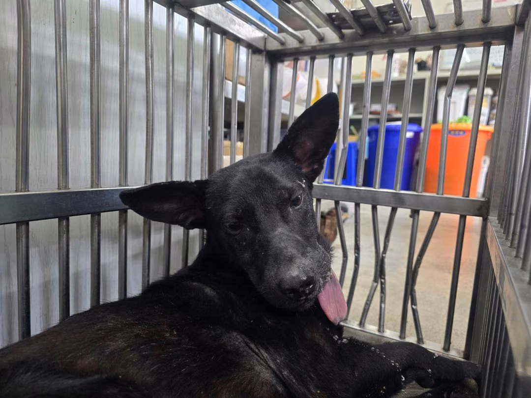 The dog, from the shelter's listing