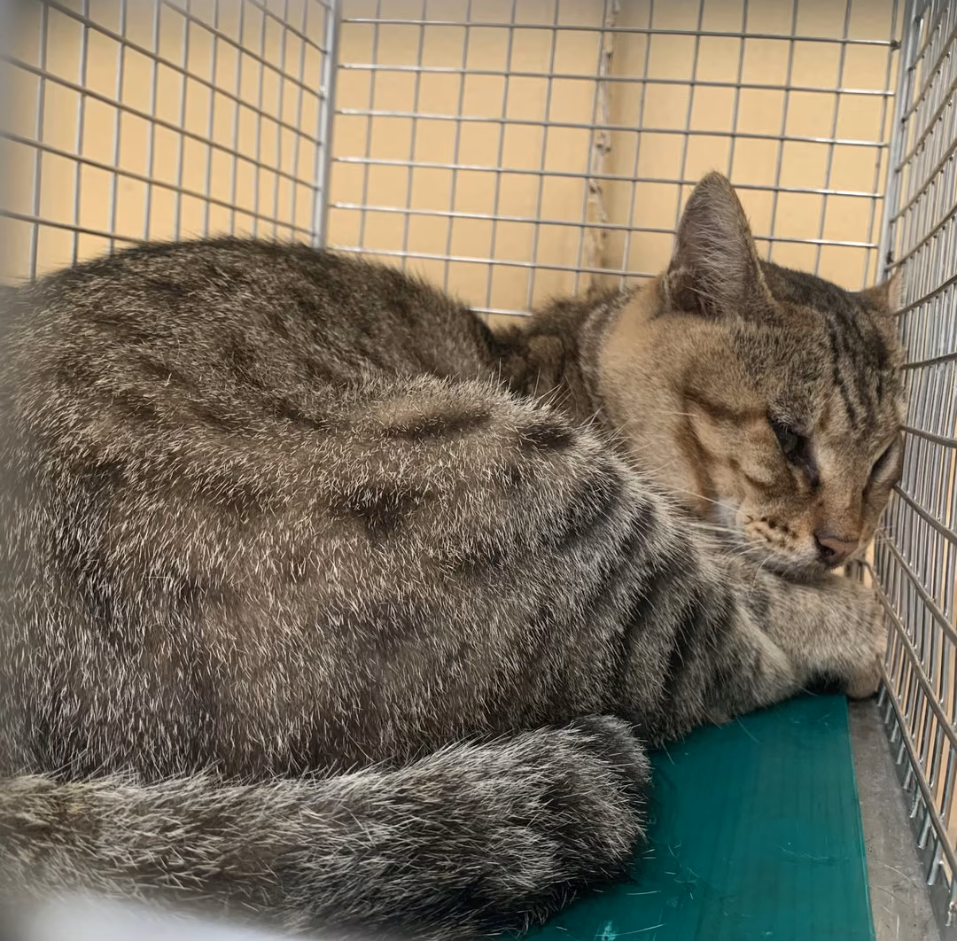 The cat, from the shelter's listing