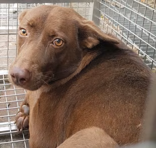 The dog, from the shelter's listing