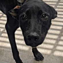 The dog, from the shelter's listing