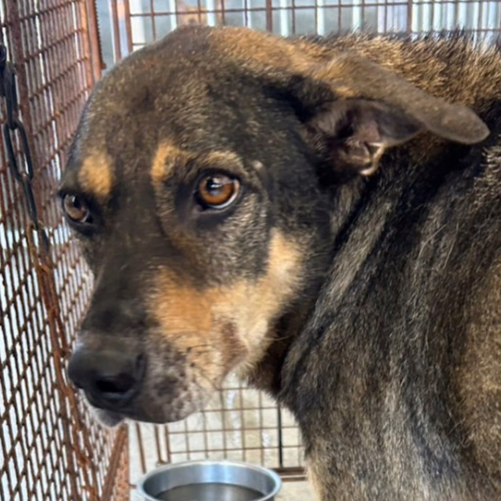 The dog, from the shelter's listing