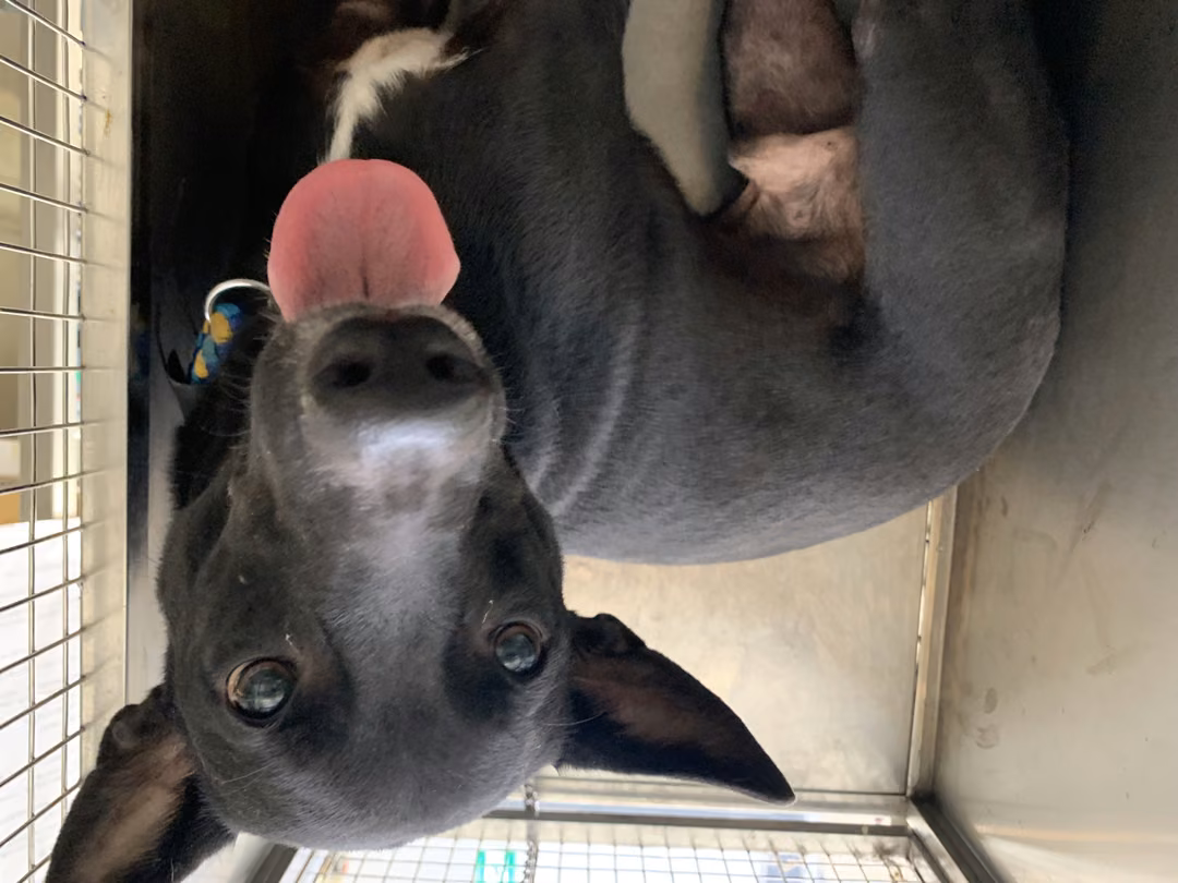 The dog, from the shelter's listing