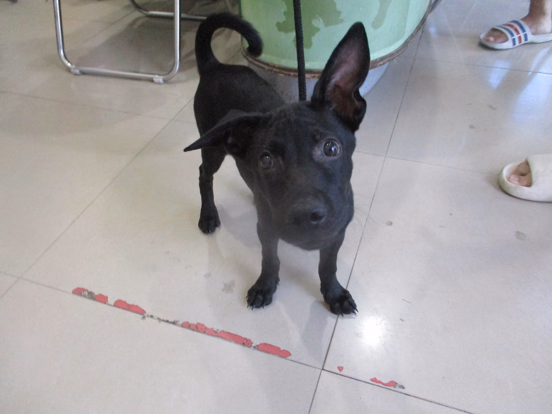 The dog, from the shelter's listing