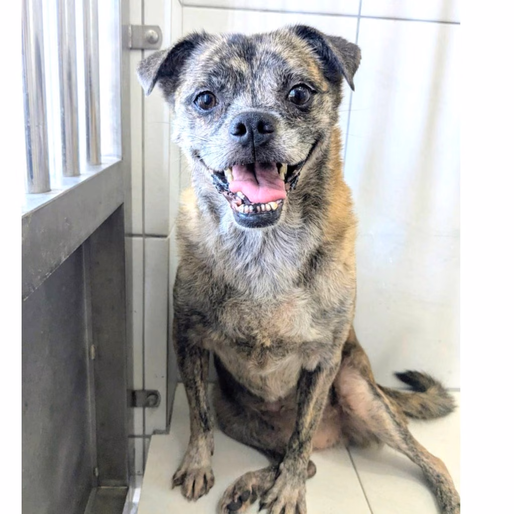 The dog, from the shelter's listing