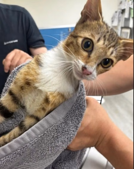 The cat, from the shelter's listing