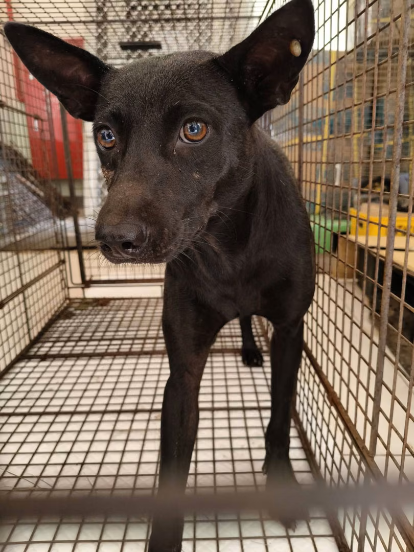 The dog, from the shelter's listing