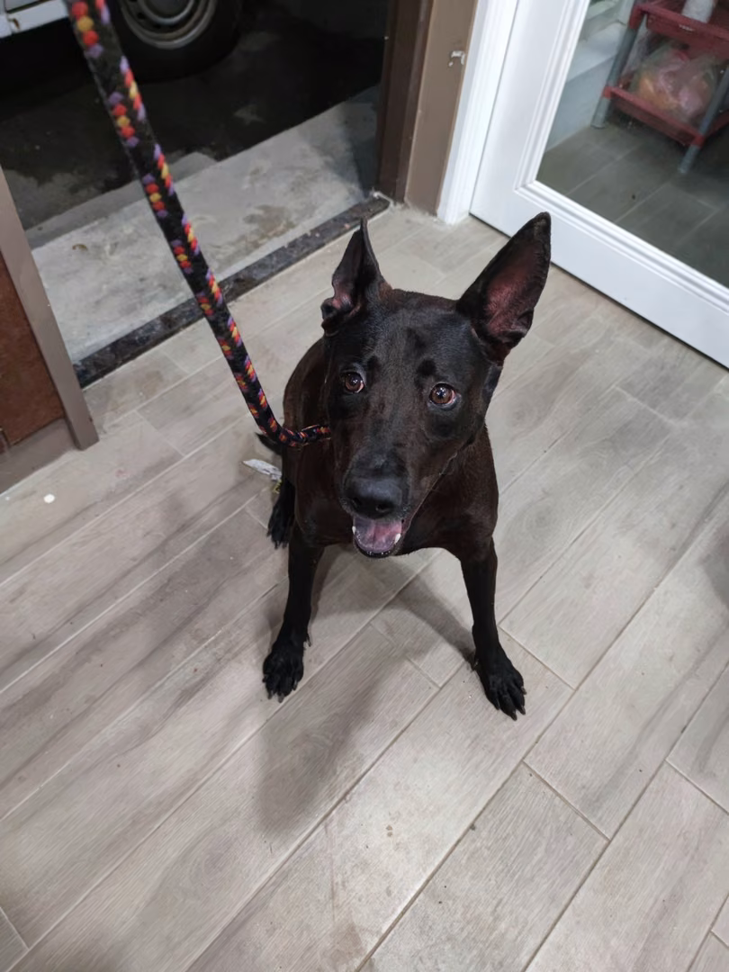 The dog, from the shelter's listing