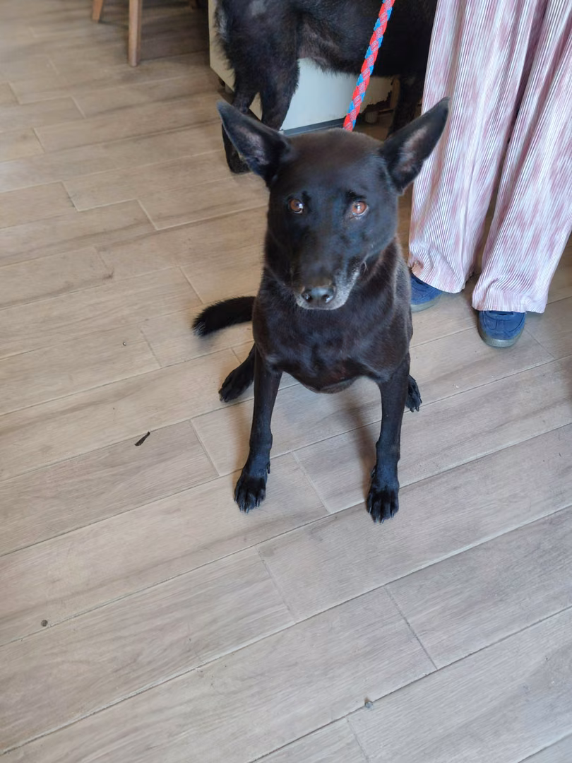 The dog, from the shelter's listing
