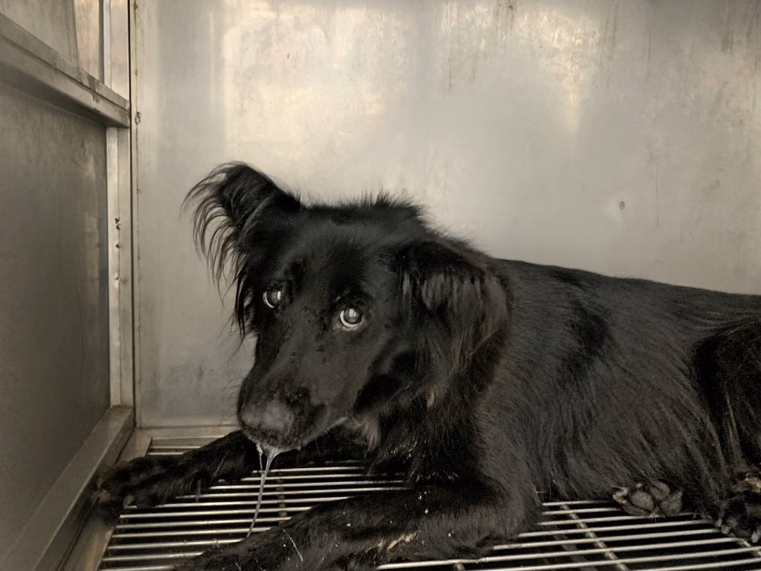 The dog, from the shelter's listing