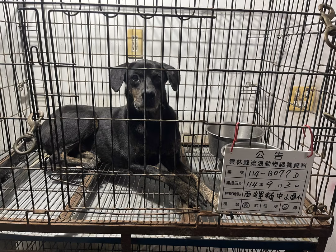 The dog, from the shelter's listing