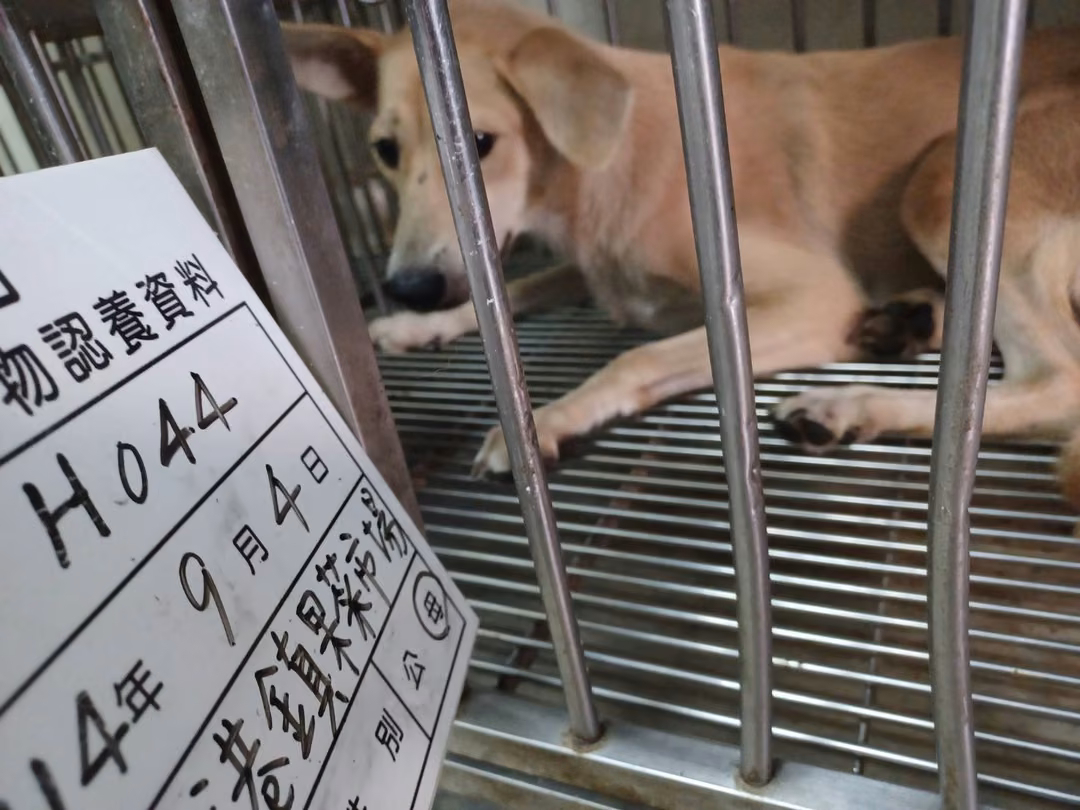 The dog, from the shelter's listing