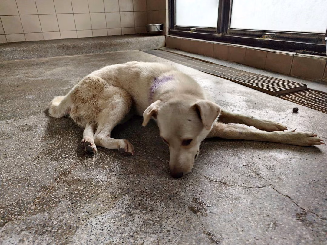 The dog, from the shelter's listing