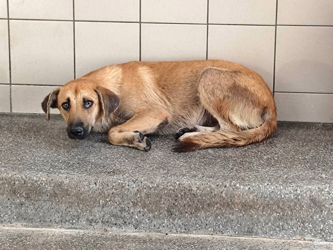 The dog, from the shelter's listing