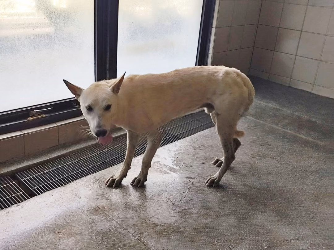 The dog, from the shelter's listing