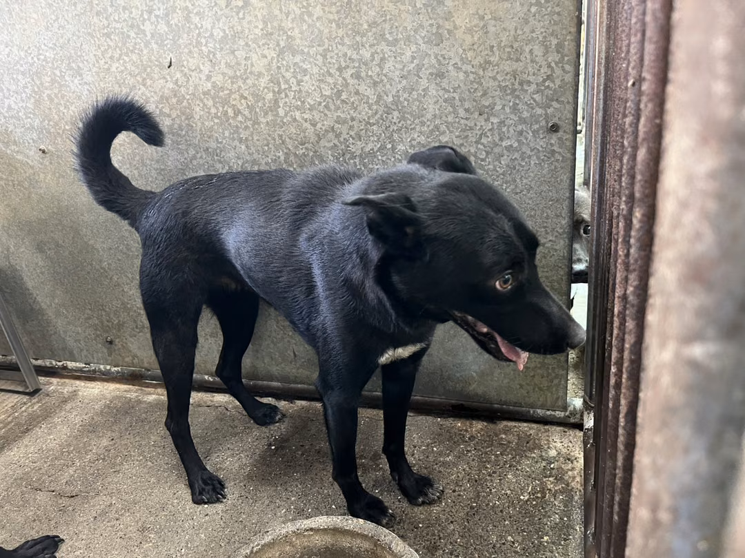 The dog, from the shelter's listing