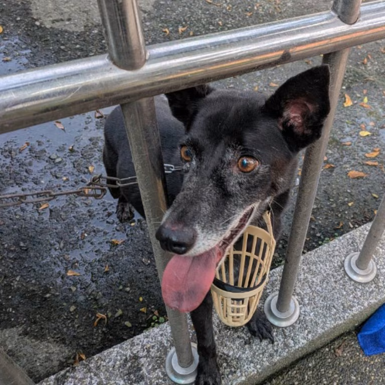The dog, from the shelter's listing