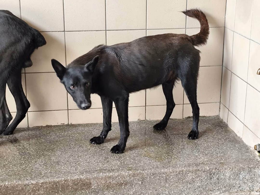 The dog, from the shelter's listing