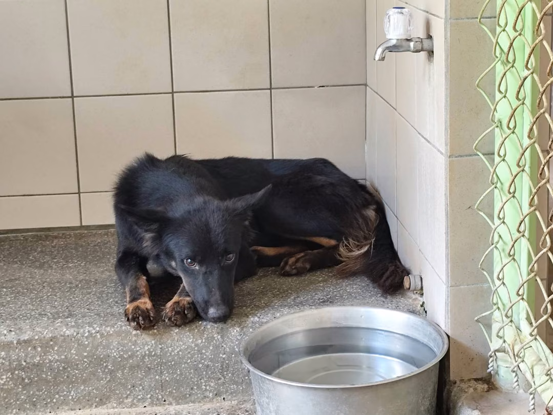 The dog, from the shelter's listing