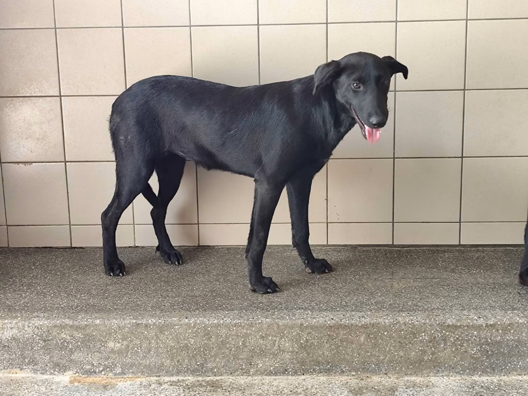 The dog, from the shelter's listing