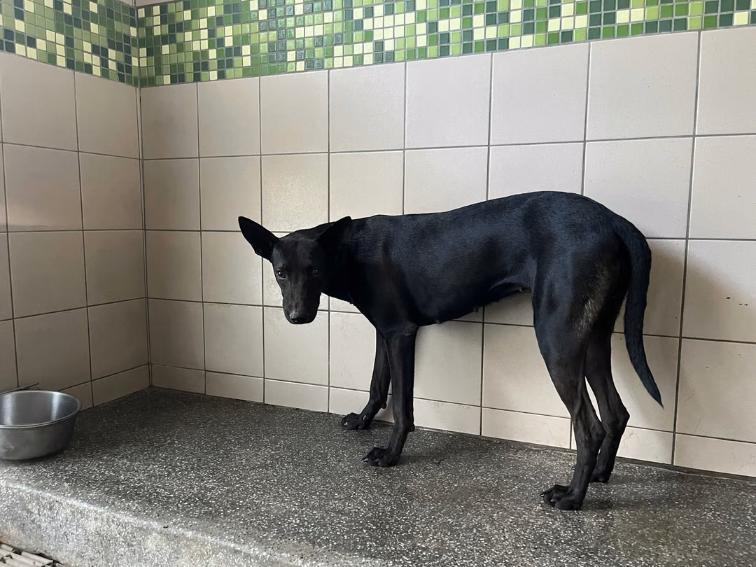 The dog, from the shelter's listing