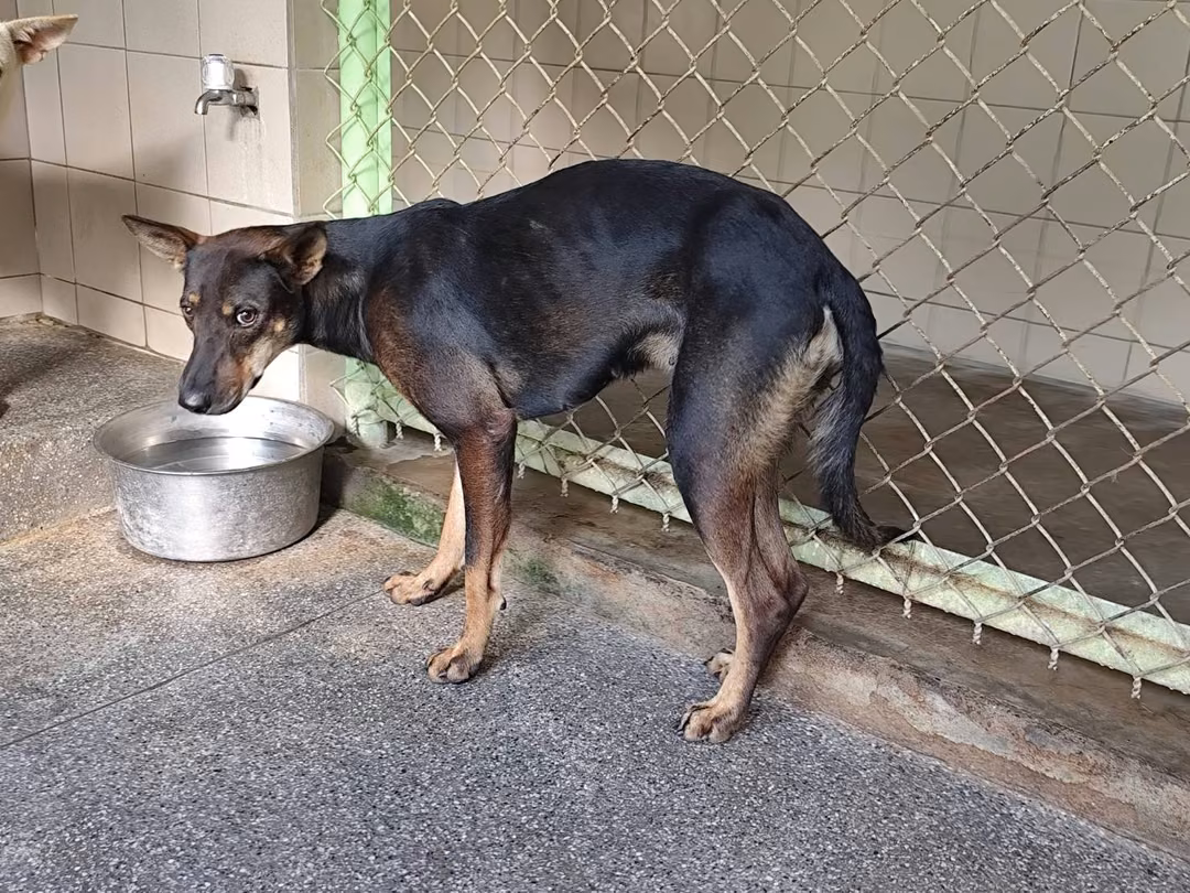 The dog, from the shelter's listing