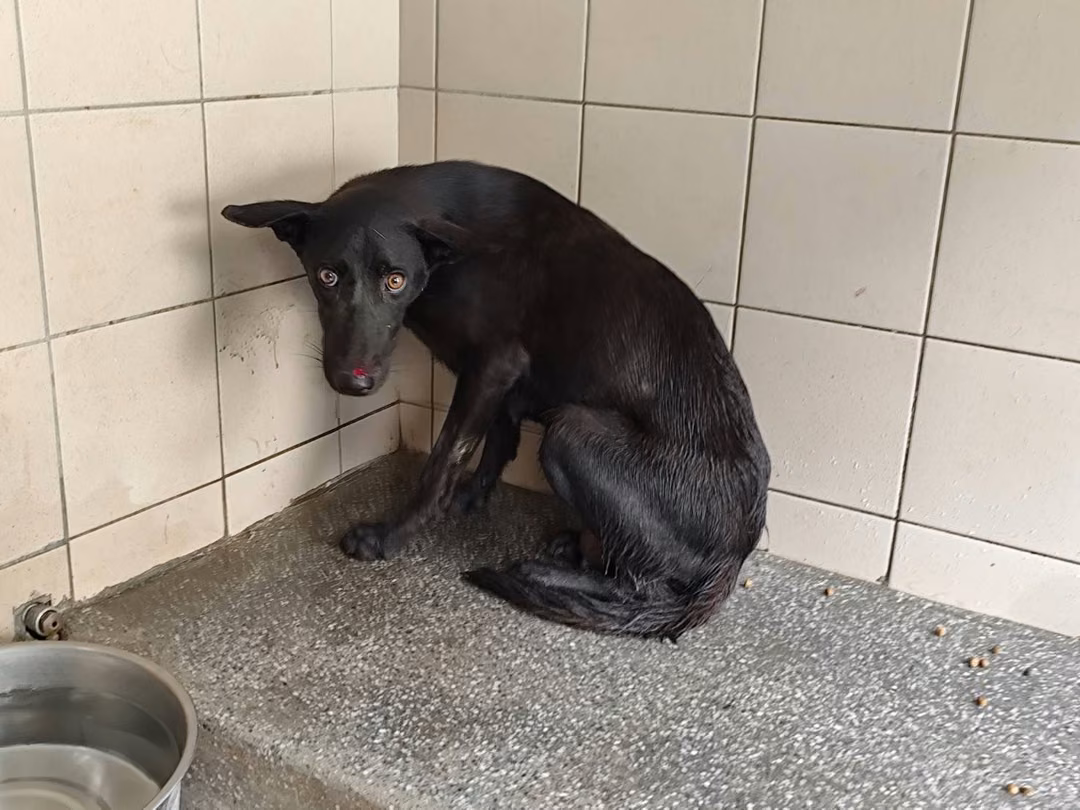 The dog, from the shelter's listing