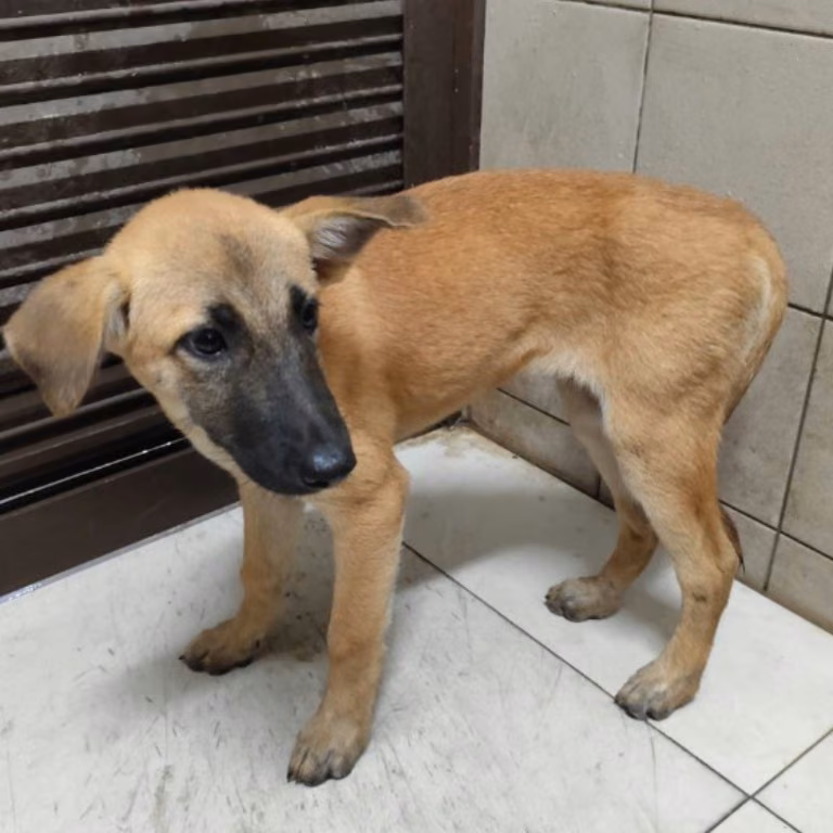 The dog, from the shelter's listing