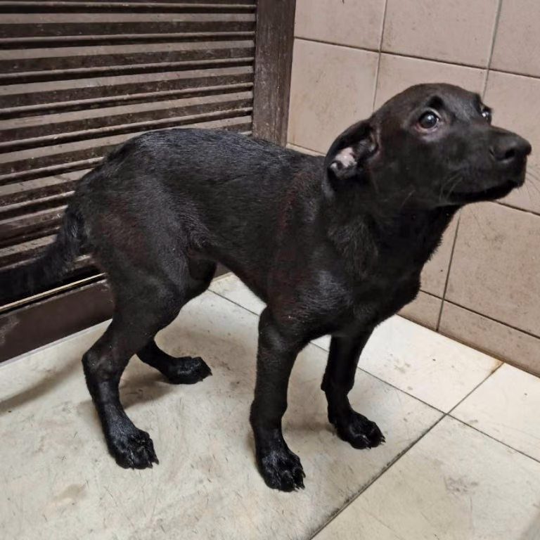 The dog, from the shelter's listing