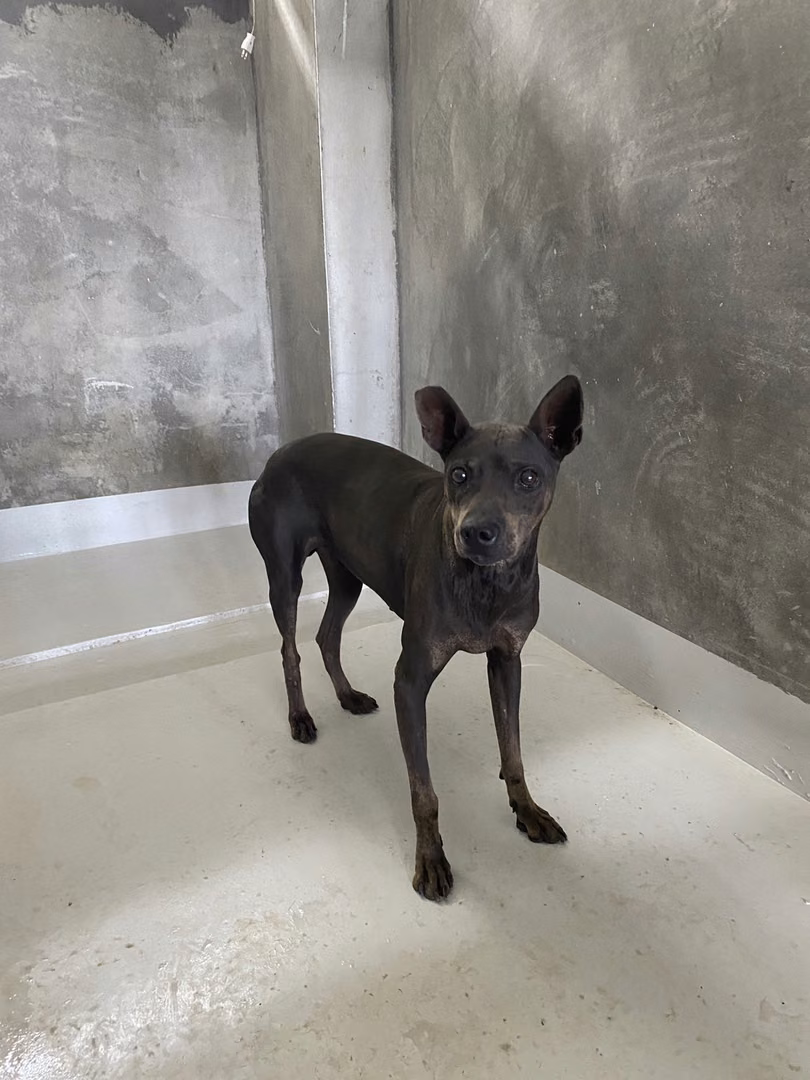 The dog, from the shelter's listing