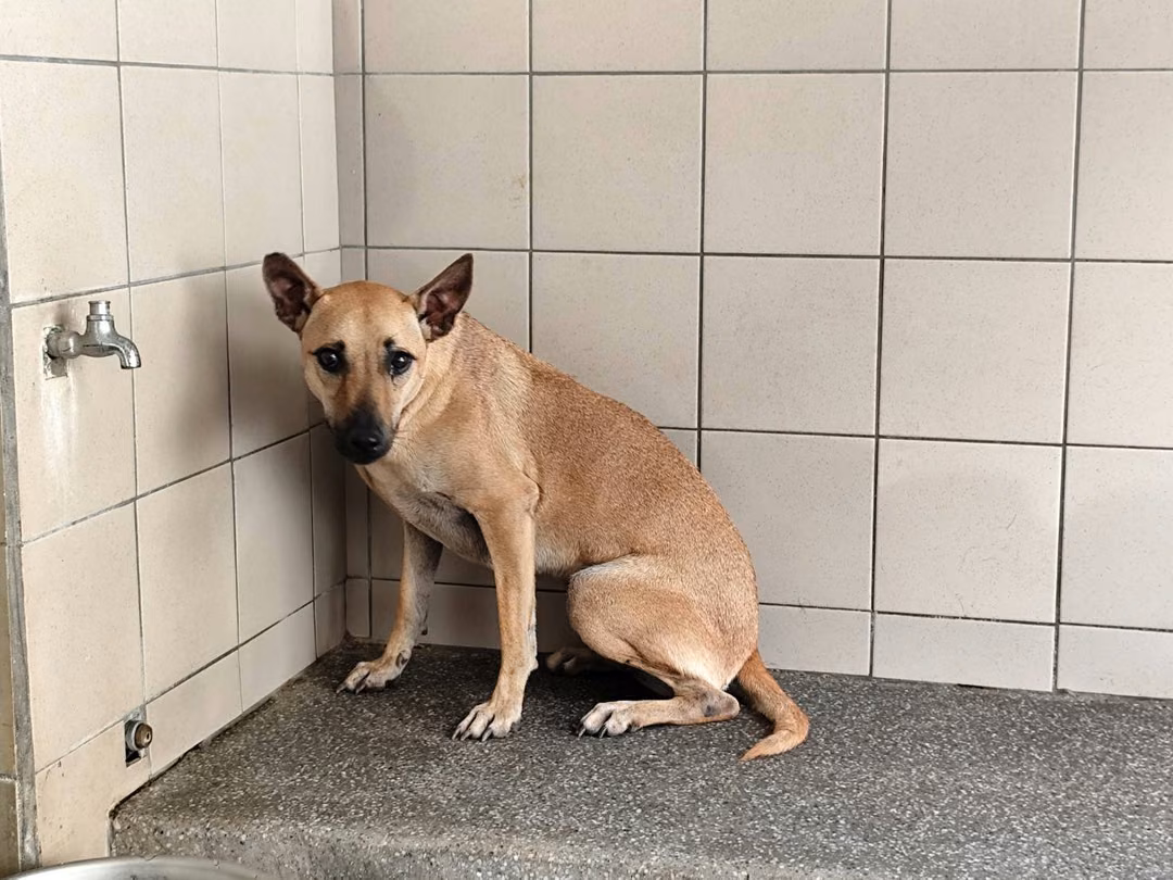 The dog, from the shelter's listing