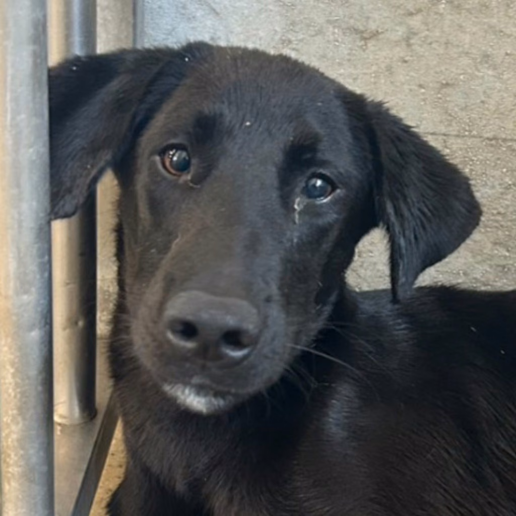 The dog, from the shelter's listing