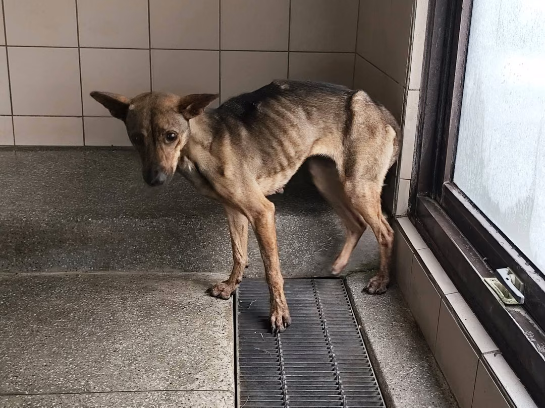 The dog, from the shelter's listing