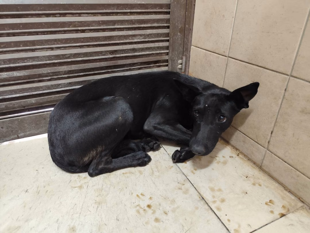 The dog, from the shelter's listing