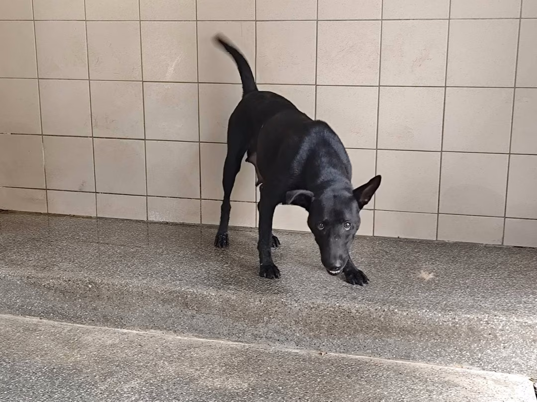 The dog, from the shelter's listing