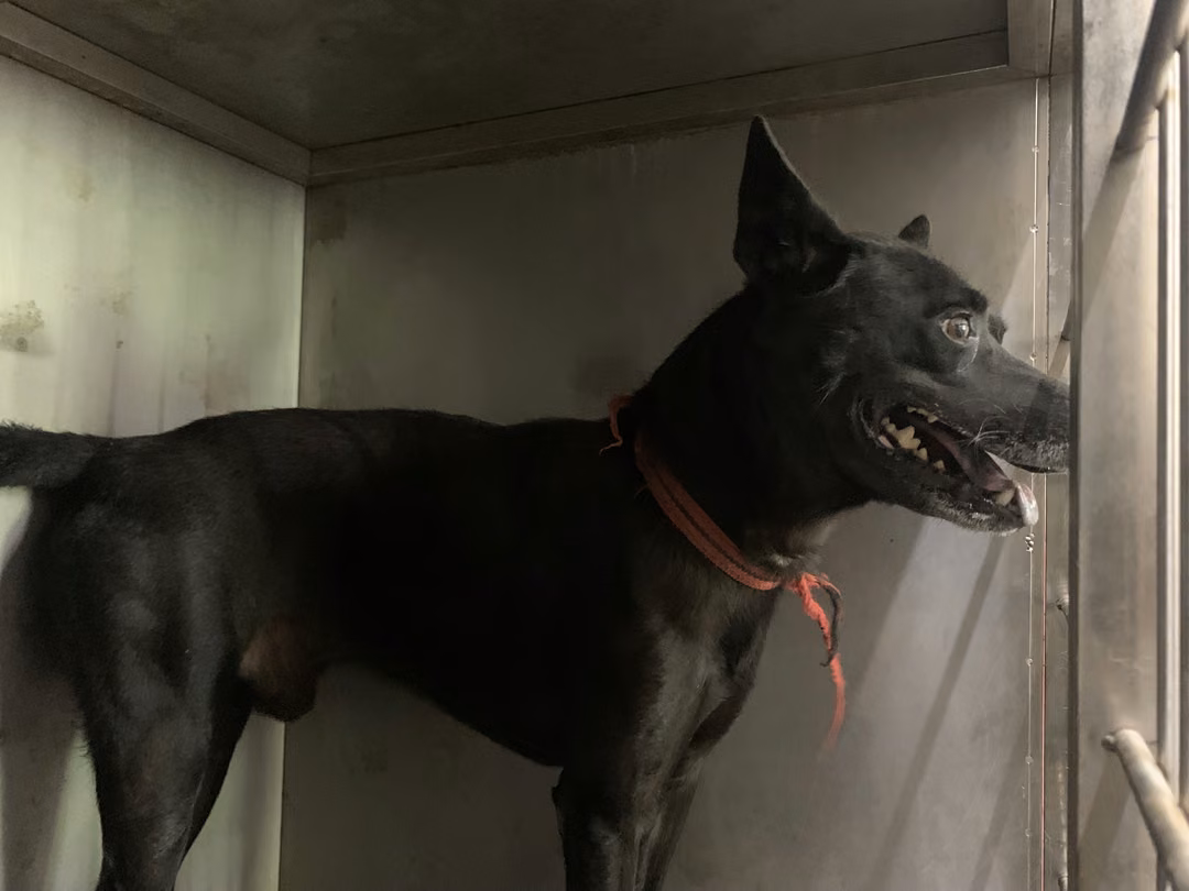 The dog, from the shelter's listing