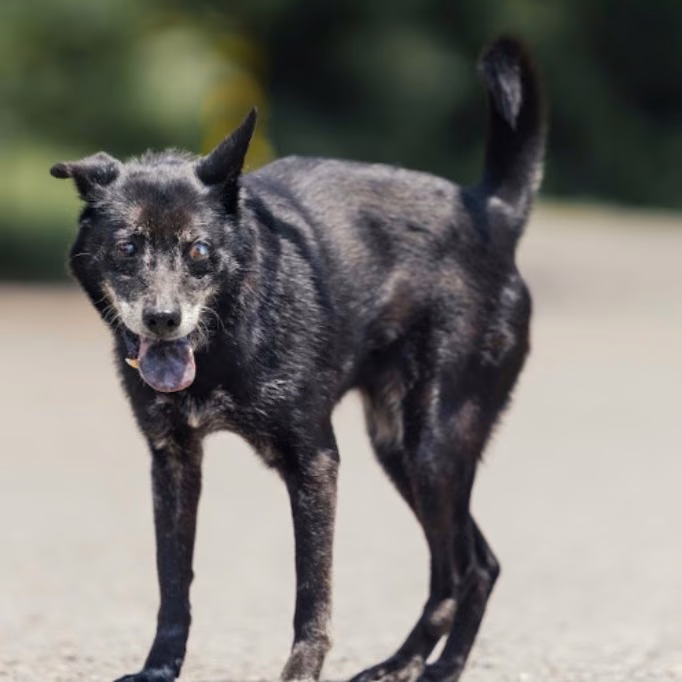 The dog, from the shelter's listing