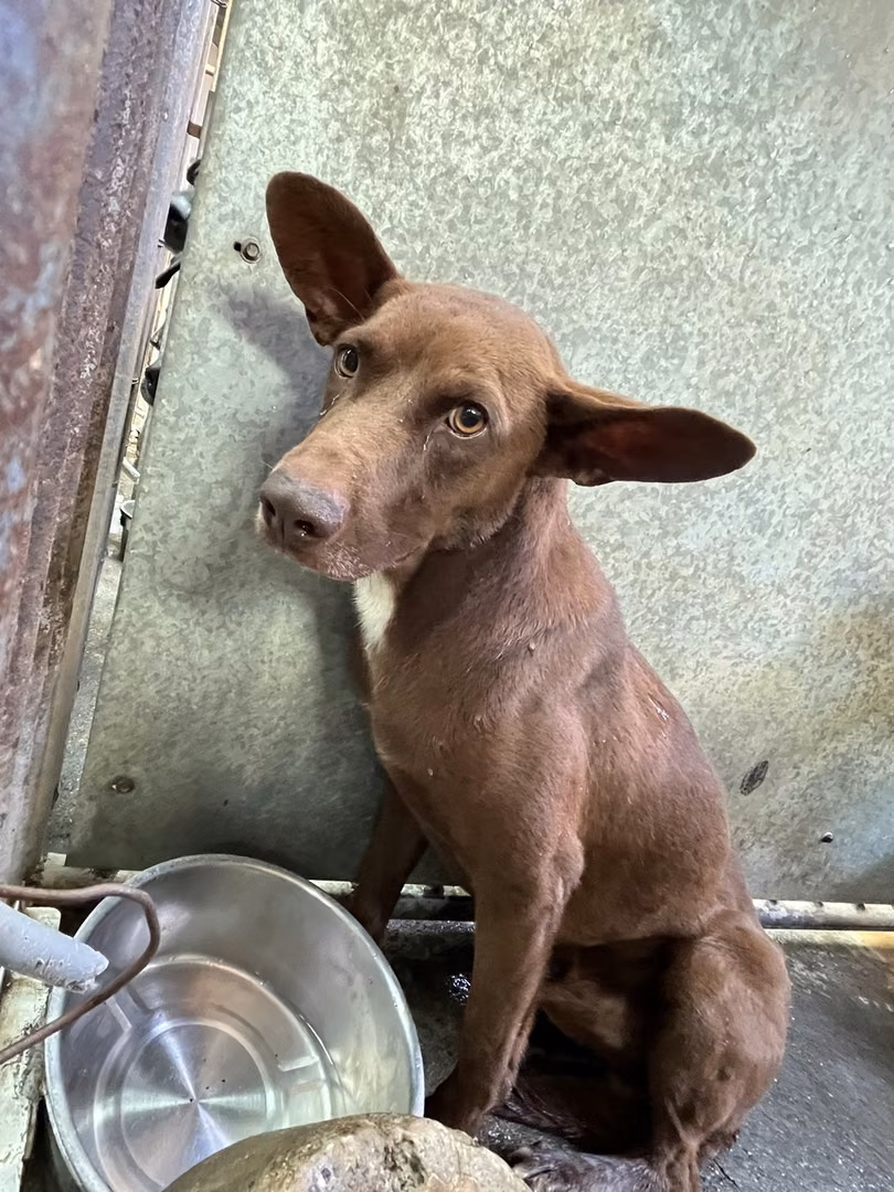 The dog, from the shelter's listing