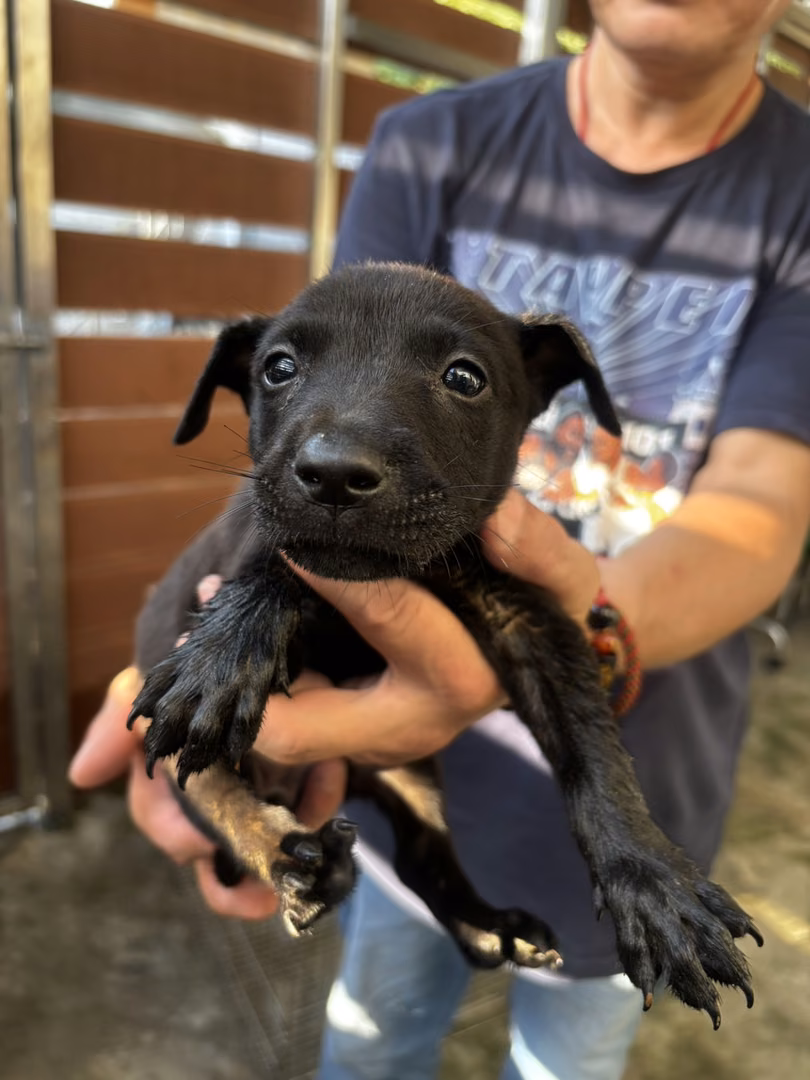 The dog, from the shelter's listing