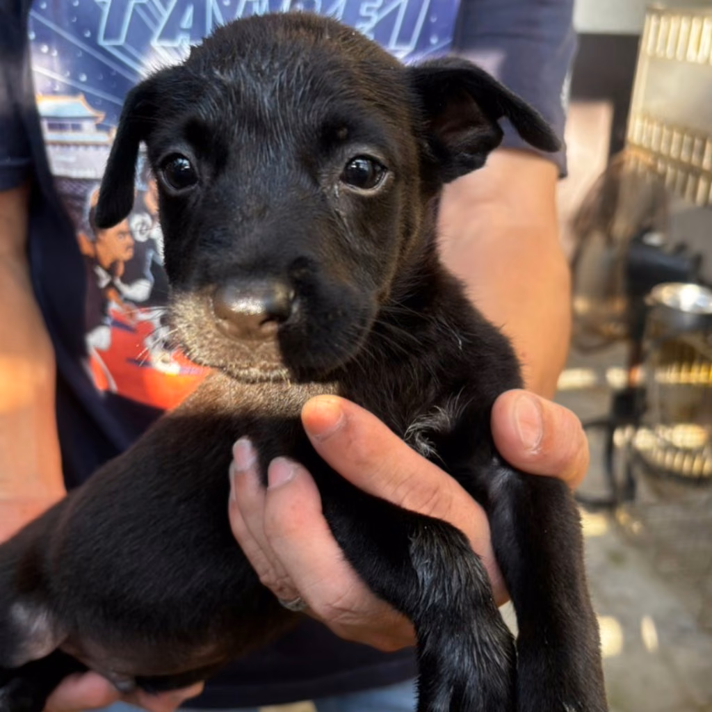 The dog, from the shelter's listing