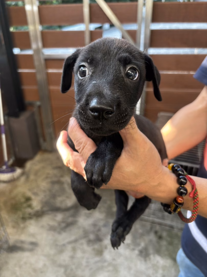 The dog, from the shelter's listing