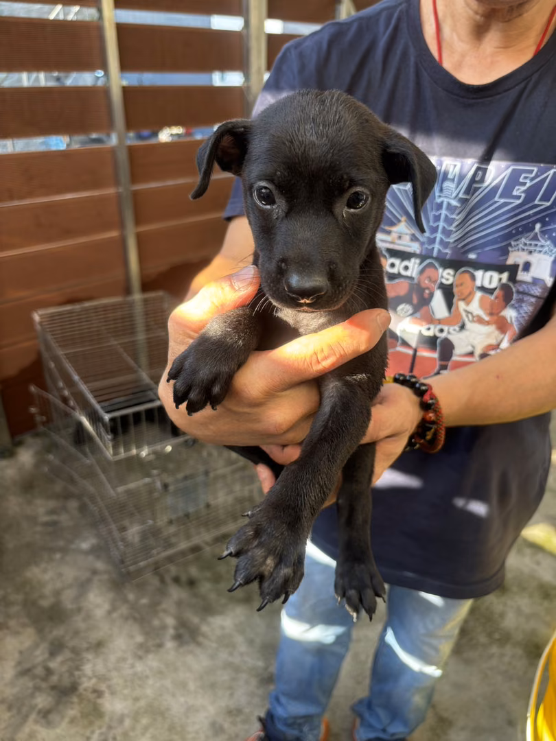 The dog, from the shelter's listing