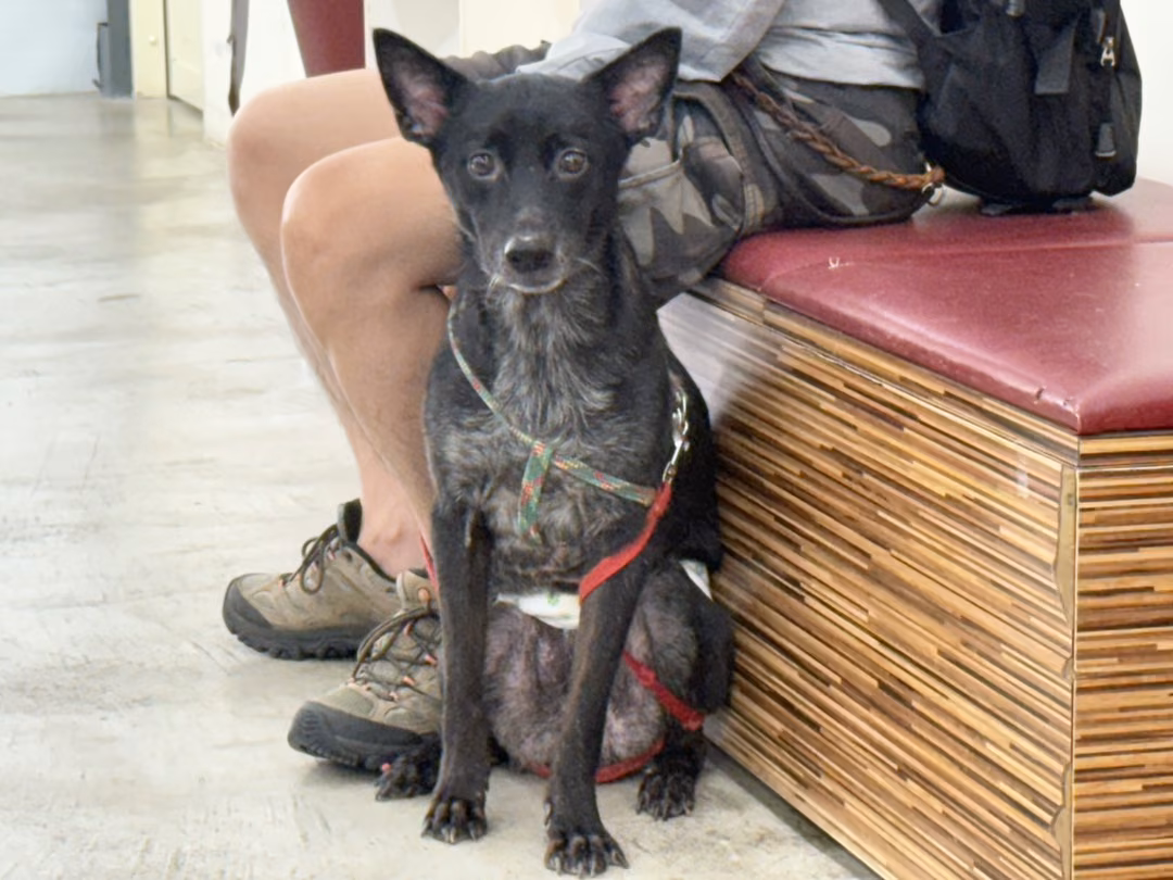 The dog, from the shelter's listing