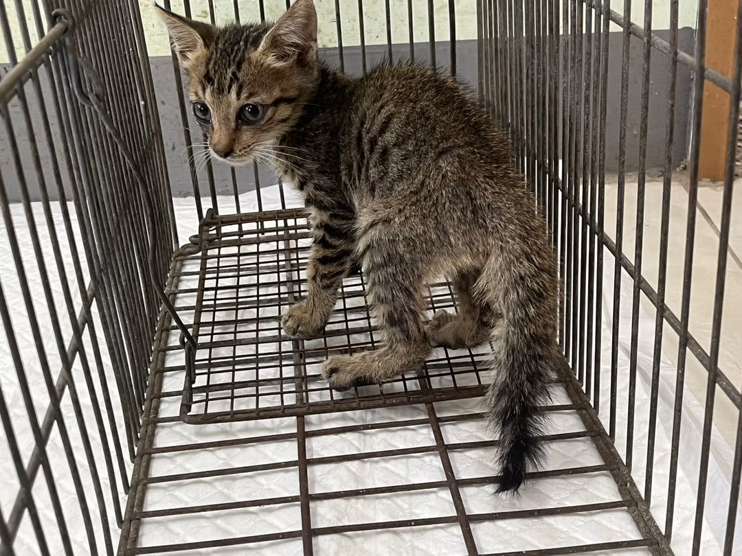 The cat, from the shelter's listing